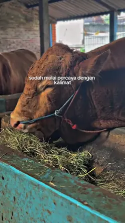 sudah mulai