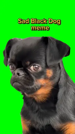 Sad Black Dog 