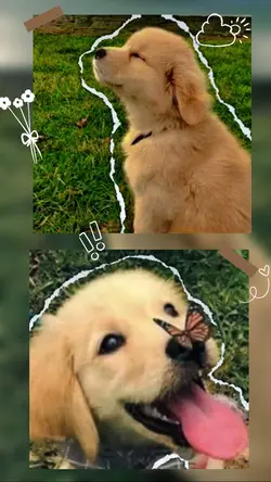 Cute dog photos
