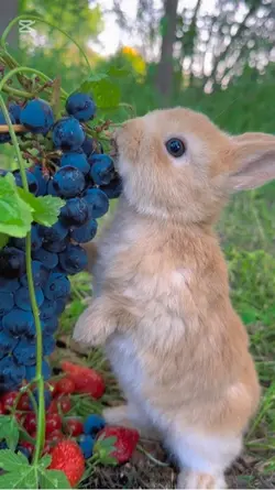 Cute rabbit