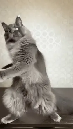 disco cat 