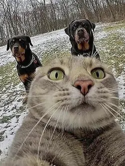 selfi brng tmn