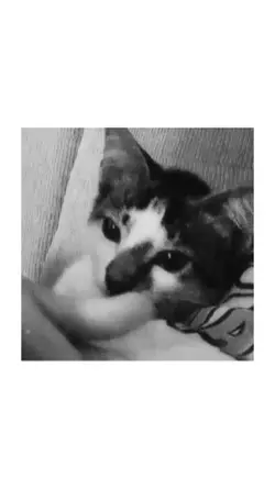 kucingg