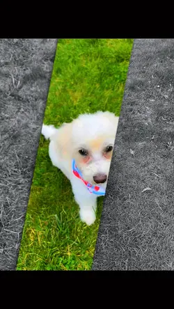 Cute doggy