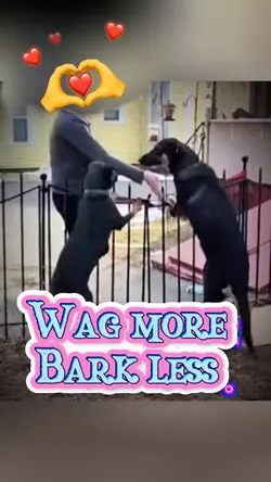wag more Bark less