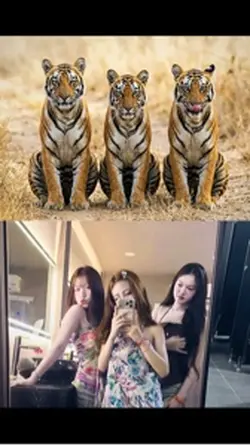ខ្លាទាំង 3😜🤭