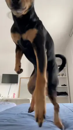 dog dance