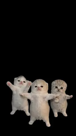 KITTEN DANCE