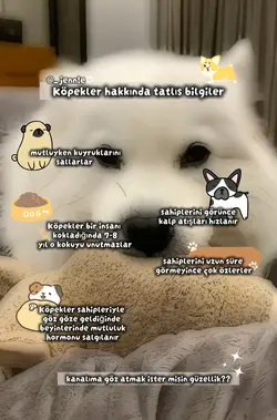 Köpeklerrr