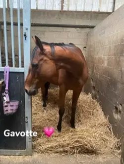 Gavotte💗🙏🏻🤣