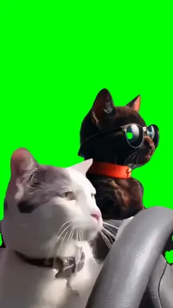 Cat Driving