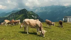 cinematic