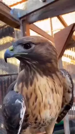 Eagle Petir