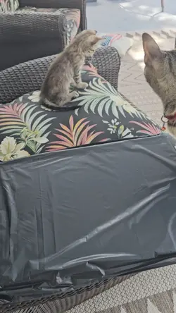 pomesea hammock bed