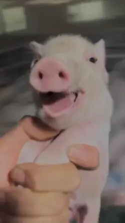 lucu