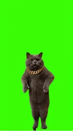 Cat/Gato