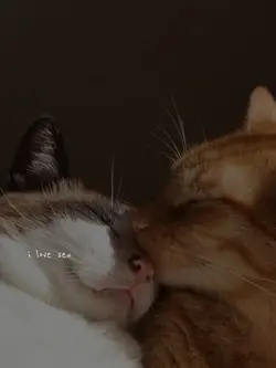 cat love cat love