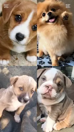 Yavru köpekler 