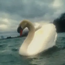 Black Swan Instrumen