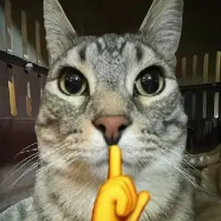 cat edit 