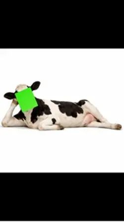 Face Swap Cow Pose