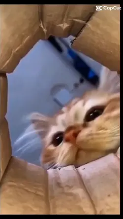 Sil Al