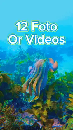 12 foto slides