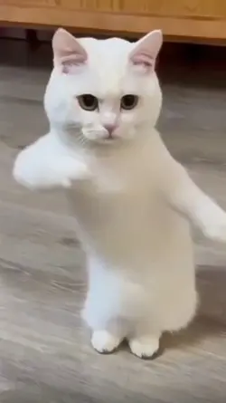 Mntahan Kucing Joget