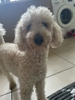My dog ❤️