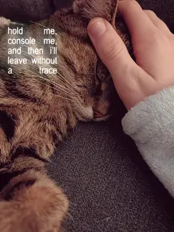 my cat