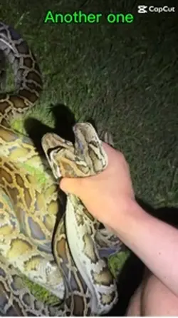 Snakes 