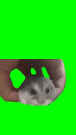 flying hamster 