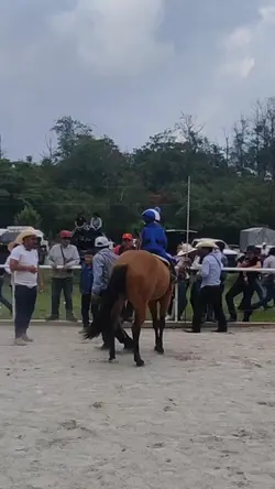 caballos 
