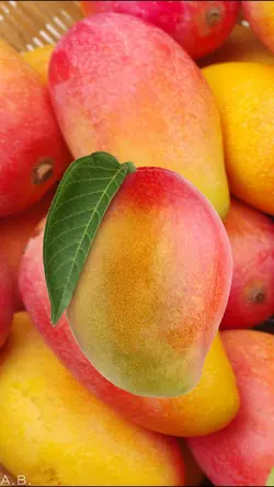 RipeMango