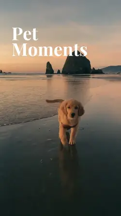 Pet Moments