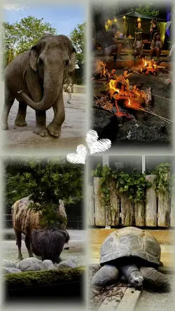 Zoo Collage 