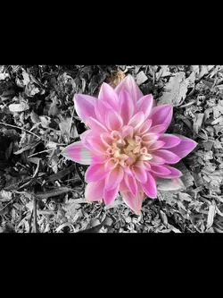 Dahlia