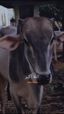 Photo sama Sapi