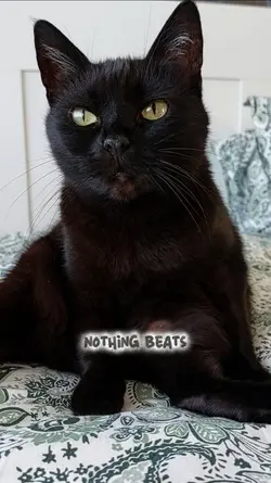 Owning cats...