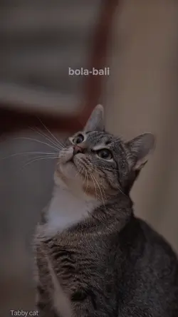 Bola bali