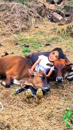 Làm Bạn Với Bò