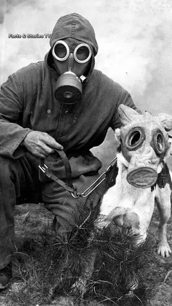 Animals were protect