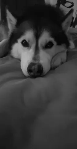 perritos