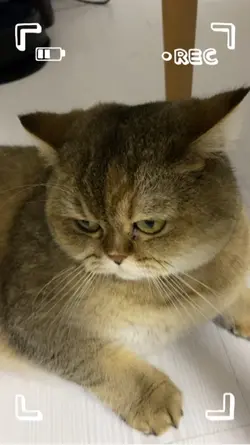 Kedi dublaj
