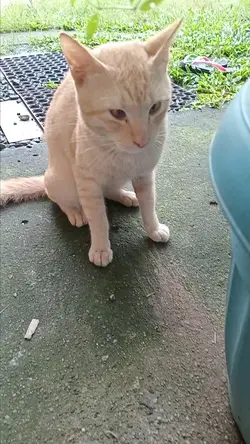 pusang maswerte