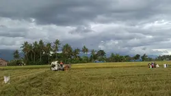 vibes panen padi