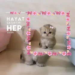 Hayat Şaşırtır 