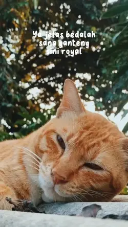Sini Royal