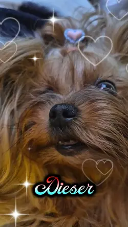 Dieser Hund