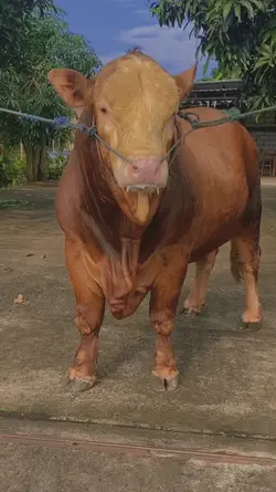 story sapi